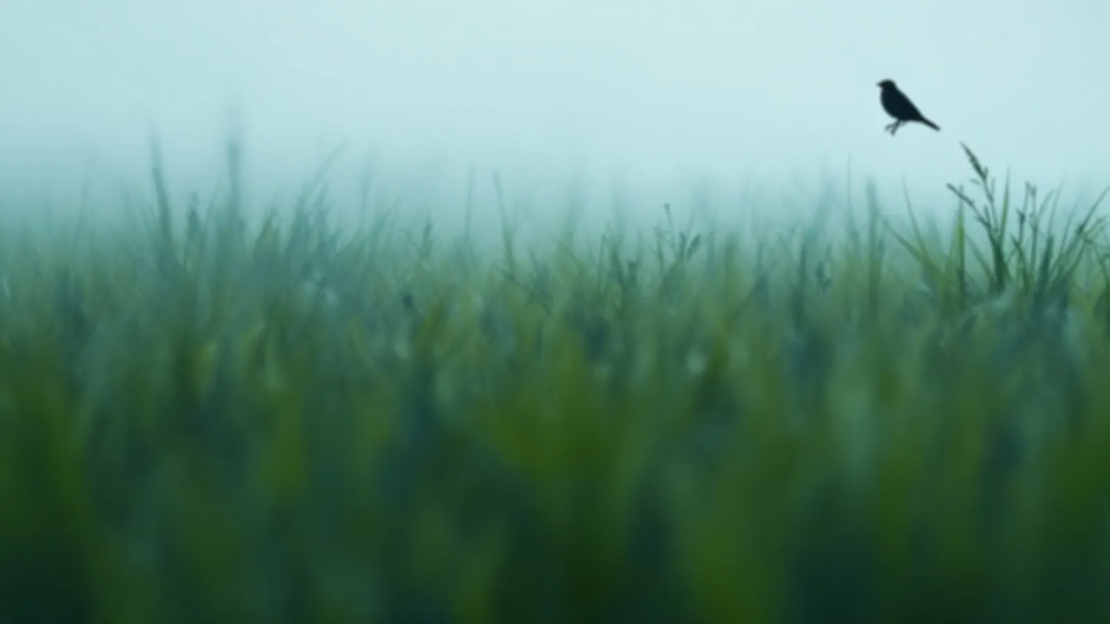 A skylark silhouette rising over a misty green meadow in early morning light, the LarkLumo view of payday loans online, $100 – $5,000